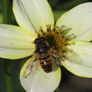 Eristalis tenax (Linnaeus, 1758)Eristalis tenax (Linnaeus, 1758)