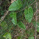 Rumex acetosa L. subsp. biformis (Lange) Castrov.& Valdés Berm.Rumex acetosa L. subsp. biformis (Lange) Castrov.& Valdés Berm.