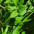 Erodium moschatum (L.) L’Her.Erodium moschatum (L.) L’Her.