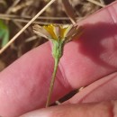 Leontodon saxatilis Lam.Leontodon saxatilis Lam.