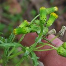 Senecio vulgaris L.Senecio vulgaris L.