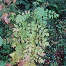Fraxinus excelsior L.Fraxinus excelsior L.