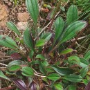 Tuberaria globulariifolia (Lam.) Willk.Tuberaria globulariifolia (Lam.) Willk.