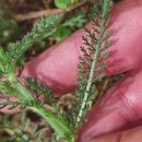 Achillea millefolium L.Achillea millefolium L.