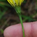 Leontodon longirostris (Finch & P.D.Sell) TalaveraLeontodon longirostris (Finch & P.D.Sell) Talavera