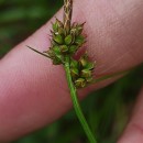 Carex pilulifera L.Carex pilulifera L.