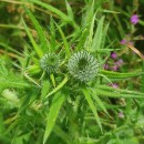 Cirsium vulgare (Savi) Ten.Cirsium vulgare (Savi) Ten.
