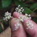 Silphiodaucus prutenicus (L.) Spalik, Wojew., Banasiak, Piwczyñski & Reduron subsp. dufourianus (Rouy & E.G.Camus) ReduronSilphiodaucus prutenicus (L.) Spalik, Wojew., Banasiak, Piwczyñski & Reduron subsp. dufourianus (Rouy & E.G.Camus) Reduron