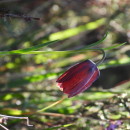 Fritillaria pyrenaica L.Fritillaria pyrenaica L.