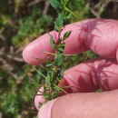 Genista berberidea LangeGenista berberidea Lange