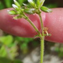 Cerastium glomeratum Thuill.Cerastium glomeratum Thuill.