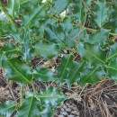 Ilex aquifolium L.Ilex aquifolium L.