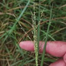 Panicum repens L.Panicum repens L.