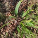 Struthiopteris spicant (L.) WeissStruthiopteris spicant (L.) Weiss