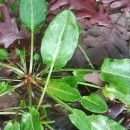 Rumex acetosa  L.Rumex acetosa  L.