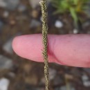 Sporobolus indicus (L.) R. Br.Sporobolus indicus (L.) R. Br.