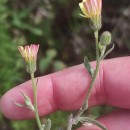 Andryala integrifolia L.Andryala integrifolia L.