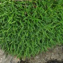 Armeria maritima (Mill.) Willd.Armeria maritima (Mill.) Willd.