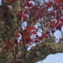 Prunus cerasifera (Carrière) Koehne var. pissardii .Prunus cerasifera (Carrière) Koehne var. pissardii .