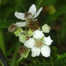 Rubus canescens DC.Rubus canescens DC.