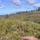 Deschampsia cespitosa (L.) P.Beauv.Deschampsia cespitosa (L.) P.Beauv.