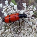 Mylabris quadripunctata (Linnaeus, 1767)Mylabris quadripunctata (Linnaeus, 1767)