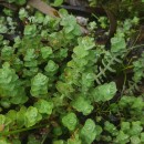 Hypericum elodes L.Hypericum elodes L.