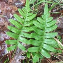 Polypodium vulgare L.Polypodium vulgare L.