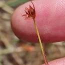 Juncus capitatus WeigelJuncus capitatus Weigel