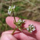 Valeriana dioica L.Valeriana dioica L.