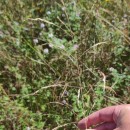 Deschampsia cespitosa (L.) P.Beauv.Deschampsia cespitosa (L.) P.Beauv.