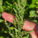 Chenopodium album L.Chenopodium album L.