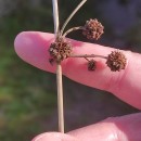 Scirpoides holoschoenus (L.) SojákScirpoides holoschoenus (L.) Soják