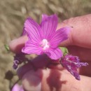 Malva tournefortiana L.Malva tournefortiana L.