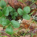 Fragaria vesca L.Fragaria vesca L.