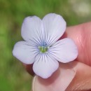 Linum bienne Mill.Linum bienne Mill.