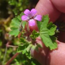 Geranium rotundifolium L.Geranium rotundifolium L.