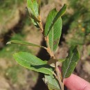 Salix atrocinerea Brot.Salix atrocinerea Brot.