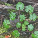 Geranium lucidum L.Geranium lucidum L.