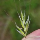 Helictochloa marginata (Lowe) Romero ZarcoHelictochloa marginata (Lowe) Romero Zarco