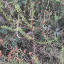 Genista berberidea LangeGenista berberidea Lange