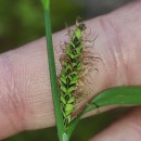 Carex reuteriana Boiss.Carex reuteriana Boiss.