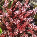 Sedum arenarium Brot.Sedum arenarium Brot.