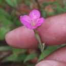 Oenothera rosea L’Hér. ex AitonOenothera rosea L’Hér. ex Aiton