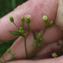 Erigeron canadensis L.Erigeron canadensis L.