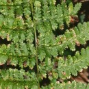 Dryopteris dilatata (Hoffm.) A. GrayDryopteris dilatata (Hoffm.) A. Gray