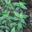 Tradescantia fluminensis VellosoTradescantia fluminensis Velloso