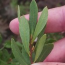 Myrica gale L.Myrica gale L.