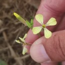 Raphanus raphanistrum L. subsp. raphanistrumRaphanus raphanistrum L. subsp. raphanistrum