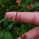 Persicaria maculosa GrayPersicaria maculosa Gray